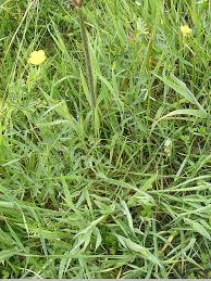Attēlu rezultāti vaicājumam “Peucedanum palustre leaf”