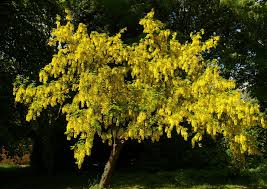 Attēlu rezultāti vaicājumam “Laburnum alpinum flower”