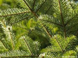 Attēlu rezultāti vaicājumam “Abies alba”