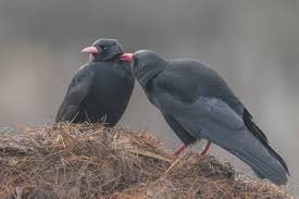 Image result for Pyrrhocorax pyrrhocorax