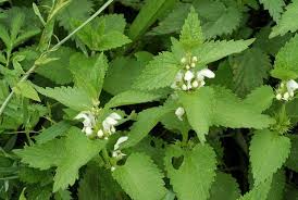 Attēlu rezultāti vaicājumam “Lamium album leaf”