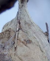 Attēlu rezultāti vaicājumam “cocoon”