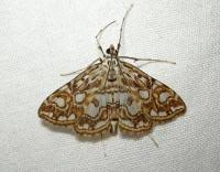 Attēlu rezultāti vaicājumam “Elophila nymphaeata”