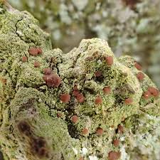 Attēlu rezultāti vaicājumam “Bacidia rubella”