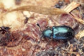 Attēlu rezultāti vaicājumam “Necrobia violacea”