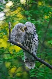 Attēlu rezultāti vaicājumam “Strix uralensis adult”