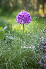 Attēlu rezultāti vaicājumam “Allium holandicum”