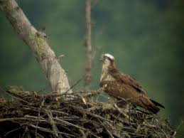 Attēlu rezultāti vaicājumam “Pandion haliaetus adult”