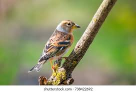 Attēlu rezultāti vaicājumam “Fringilla montifringilla female”