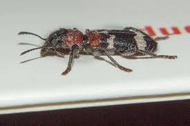 Attēlu rezultāti vaicājumam “Thanasimus formicarius”