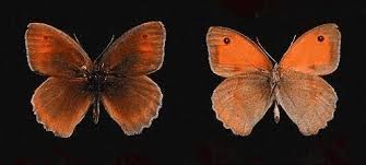 Attēlu rezultāti vaicājumam “Maniola jurtina female”