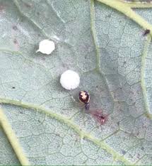 Attēlu rezultāti vaicājumam “Paidiscura pallens eggs”