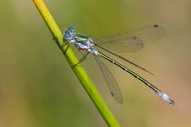 Attēlu rezultāti vaicājumam “Lestes dryas male”