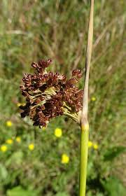 Attēlu rezultāti vaicājumam “Juncus conglomeratus”