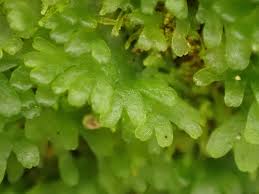 Attēlu rezultāti vaicājumam “Riccardia latifrons”