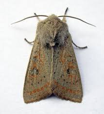 Attēlu rezultāti vaicājumam “Orthosia gracilis”