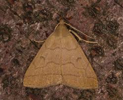 Attēlu rezultāti vaicājumam “Zanclognatha tarsipennalis”