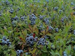 Attēlu rezultāti vaicājumam “Vaccinium angustifolium”