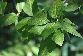 Attēlu rezultāti vaicājumam “Viburnum lantana”