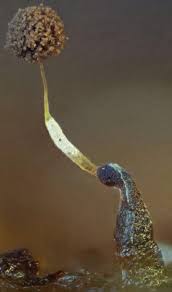 Attēlu rezultāti vaicājumam “Trichia crateriformis stalked”