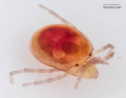 Attēlu rezultāti vaicājumam “Acari”