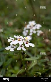 Image result for Iberis amara