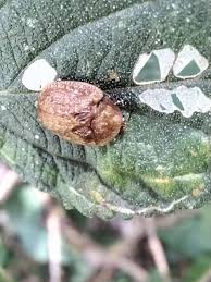 Attēlu rezultāti vaicājumam “Schizotus pectinicornis larva”