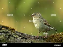Attēlu rezultāti vaicājumam “Emberiza citrinella juvenile”