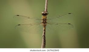 Attēlu rezultāti vaicājumam “Sympetrum flaveolum”