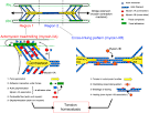 Force generated by actomyosin contraction builds bridges between ...
