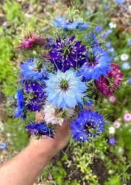 Image result for Nigella damascena
