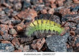 Attēlu rezultāti vaicājumam “Calliteara pudibunda larva”