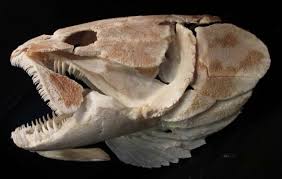 Image result for Amia calva