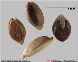 Attēlu rezultāti vaicājumam “Setaria viridis”