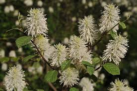 Attēlu rezultāti vaicājumam “Fothergilla major”