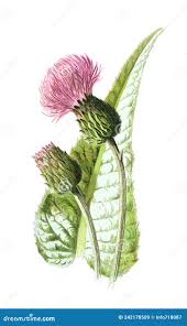 Attēlu rezultāti vaicājumam “Cirsium heterophyllum flower”