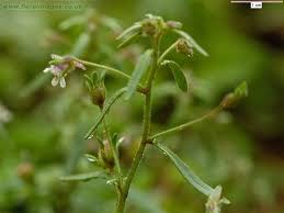 Attēlu rezultāti vaicājumam “Microrrhinum minus leaf”