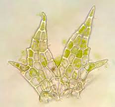 Attēlu rezultāti vaicājumam “Cephaloziella elachista”