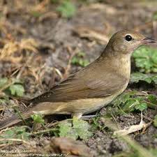 Attēlu rezultāti vaicājumam “Sylvia borin eggs”