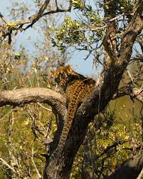 Attēlu rezultāti vaicājumam “Lycogala leopardinum young”