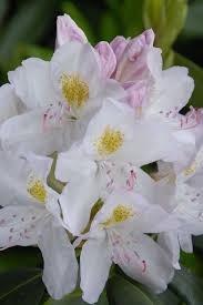 Attēlu rezultāti vaicājumam “Rhododendron catawbiense flower”