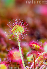 Attēlu rezultāti vaicājumam “Drosera rotundifolia flower”