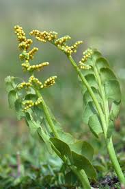 Attēlu rezultāti vaicājumam “Botrychium lunaria”