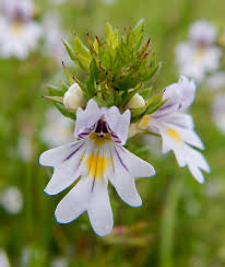 Attēlu rezultāti vaicājumam “Euphrasia”