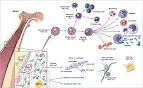 2. Bone Marrow (Hematopoietic) Stem Cells [Stem Cell Information]