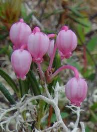 Attēlu rezultāti vaicājumam “Andromeda polifolia flower”