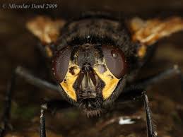 Attēlu rezultāti vaicājumam “Mesembrina meridiana”