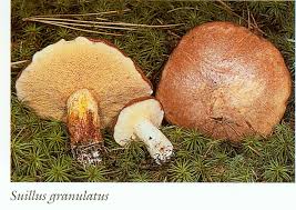 Attēlu rezultāti vaicājumam “Suillus granulatus”