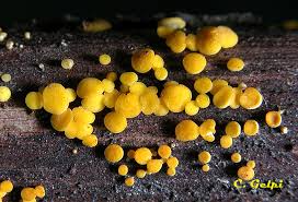 Attēlu rezultāti vaicājumam “Bisporella citrina”