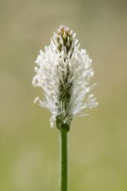 Attēlu rezultāti vaicājumam “Plantago media bud”